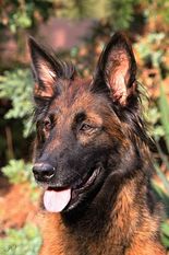 Axa Cave Canis Axa Cave Canis