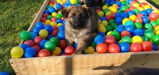 Balu vom Siegerherz Balu vom Siegerherz