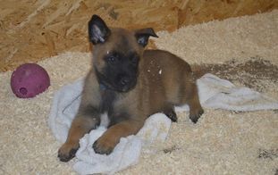 Idefix In Fidem Idefix In Fidem