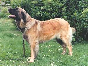 Qleopatra Ex Domo Leonis Qleopatra Ex Domo Leonis