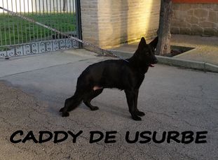 Caddy de Usurbe Caddy de Usurbe