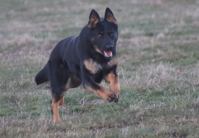 Zucht des Zwingers du domaine Saint Loup Xoltan von Peroh und Nikita