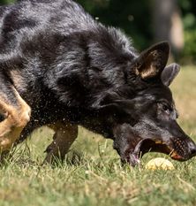 Bashra vom Wolfsgraben Bashra vom Wolfsgraben