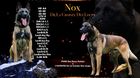 Nox de la Croisée des loups