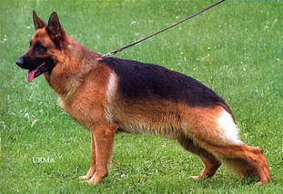 Karly von Arminius Karly von Arminius