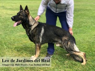 Leo de Jardines del Real Leo de Jardines del Real