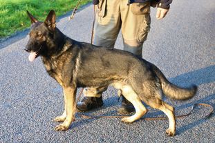 Ludwig vom Wolfsheim Ludwig vom Wolfsheim