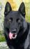 Rigel do Caio Work Dogs