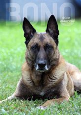 Bono von der Abendweid Bono von der Abendweid