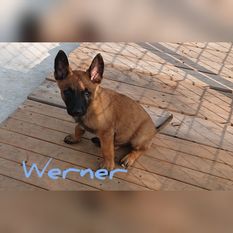 Werner vom Holzhäuser Flur Werner vom Holzhäuser Flur