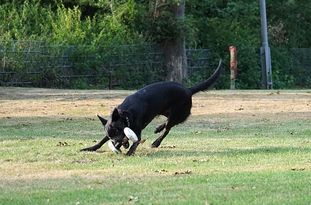 Baghira (Schlax) Baghira (Schlax)
