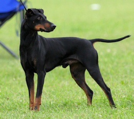 Windypark Greenwith Envy Windypark Greenwith Envy