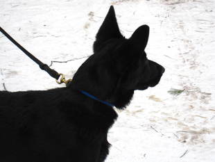 Fenris von Gawall Fenris von Gawall