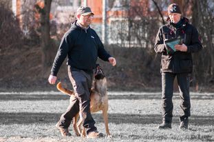 Benga vom Buxtehuder Bullen Benga vom Buxtehuder Bullen