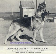 Arko vom Else-Bruch Arko vom Else-Bruch