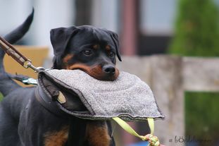Chica vom Wiesental Chica vom Wiesental
