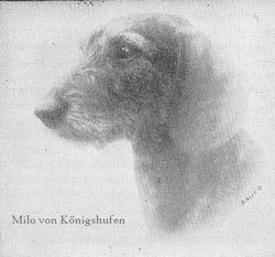 Milo von Königshufen Milo von Königshufen