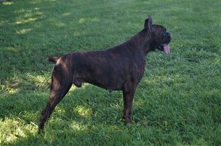 Dark Avenger von Haus Big Mac Dark Avenger von Haus Big Mac