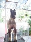 dog image background