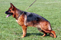 Indy Framato Rolau