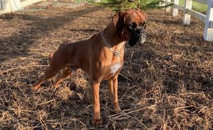 Veera vom Kimlai Boxer Veera vom Kimlai Boxer