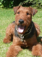 Chicco vom Tringensteiner Schelderwald Chicco vom Tringensteiner Schelderwald
