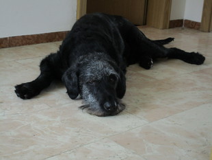 Bandit vom Delv Bandit vom Delv