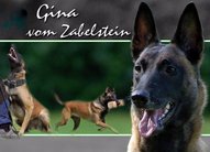 Gina vom Zabelstein