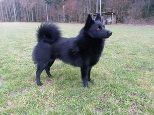 Loulou von Hängelen City Loulou von Hängelen City