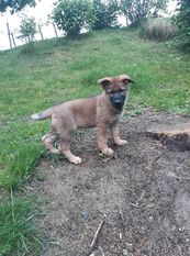 Akira Pollux Akira Pollux