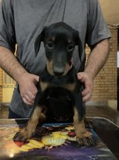 Gipsy von Zeus Tal Gipsy von Zeus Tal