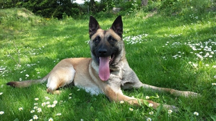 Jenos' Ronja Jenos' Ronja
