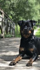 Joyce aus der Bohmter Heide Joyce aus der Bohmter Heide