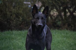 Nicudofaris Amata Nicudofaris Amata