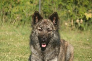 Brindle Wolf Nashira Brindle Wolf Nashira