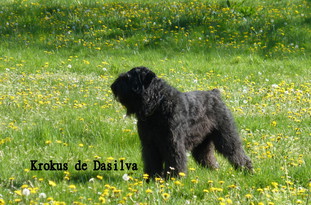 Krokus de Dasilva Krokus de Dasilva