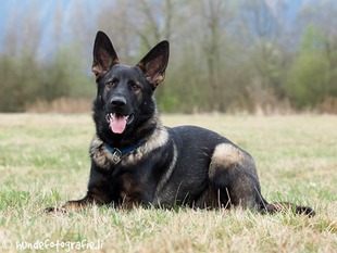 Huckleberry Fin von der Glacis Huckleberry Fin von der Glacis