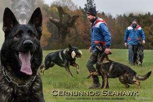 Cernunnos Seahawk Cernunnos Seahawk