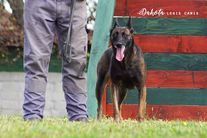 Dakota Legis Canis