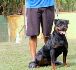 Djayra Elito Black Champion Djayra Elito Black Champion