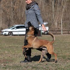 Belgian Tigers Legolas Belgian Tigers Legolas