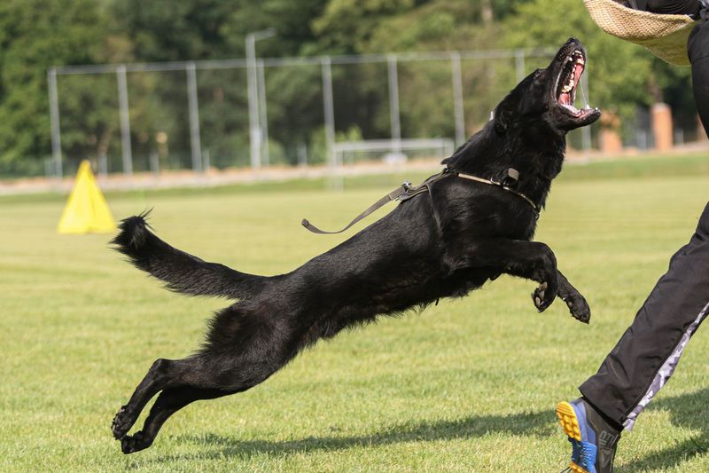 Ox z údolí Úpy workingdog