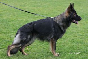 Nox von der Osterwiese Nox von der Osterwiese