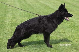 Idefix vom Wolf's Canyon Idefix vom Wolf's Canyon
