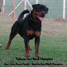 Valente Fart Black Champion Valente Fart Black Champion