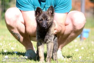 Brindle Wolf Spectrum Brindle Wolf Spectrum