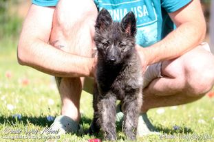 Brindle Wolf Star Lord Brindle Wolf Star Lord