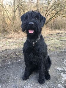 Laila z Bedynky