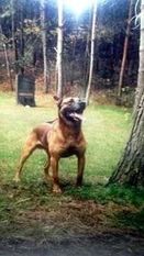 Duco II (Seegers) Duco II (Seegers)