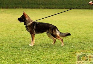 Brando von der Königswiese Brando von der Königswiese